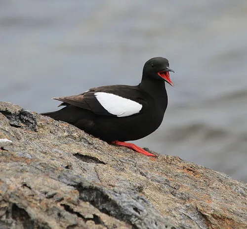 a bird sitting on a rock next to a body of water