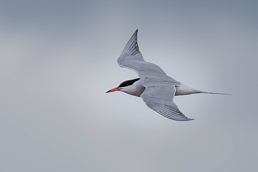a bird flying in the air