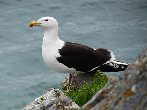 a bird sitting on top of a body of water