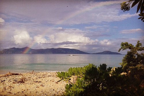 a group of palm trees next to a body of water