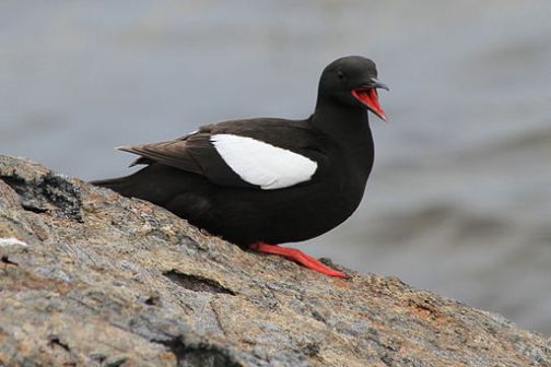 a bird sitting on a rock next to a body of water