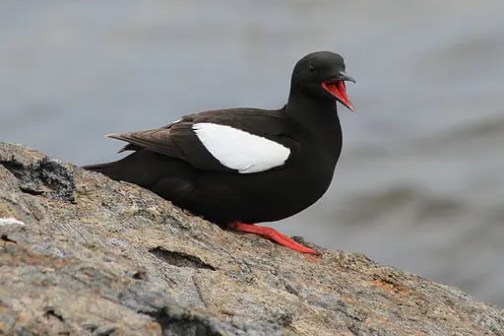 Black bird with white wing patch perched on a rock by the water.