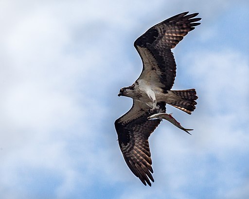 a bird flying in the air