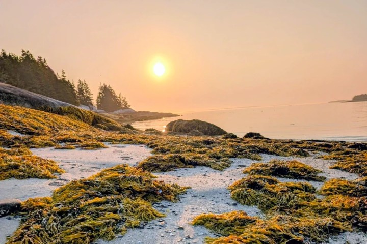 Sunset over seaweed-covered beach with rocks and trees in background.