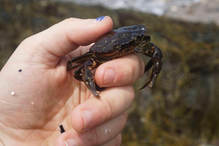 Person holding a small crab with one hand, outdoors with blurred background.