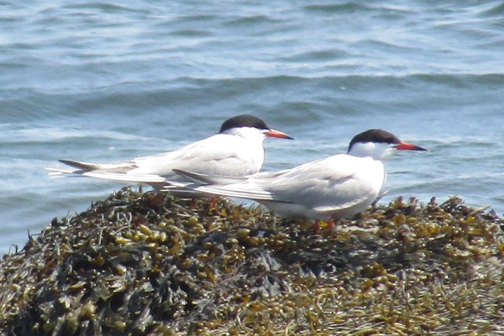 Two terns with red beaks on seaweed-covered rock near water.