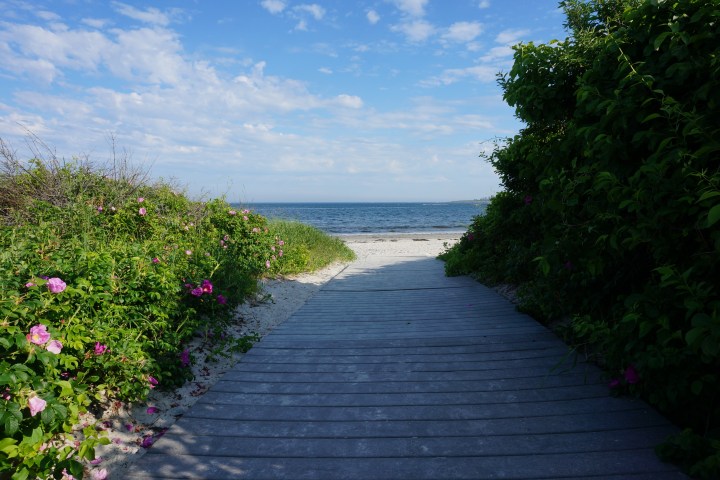 Wooden path flanked by flowers leads to a sandy beach with a blue sky and ocean view.