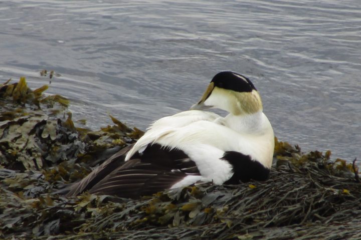 a bird sitting on top of a body of water