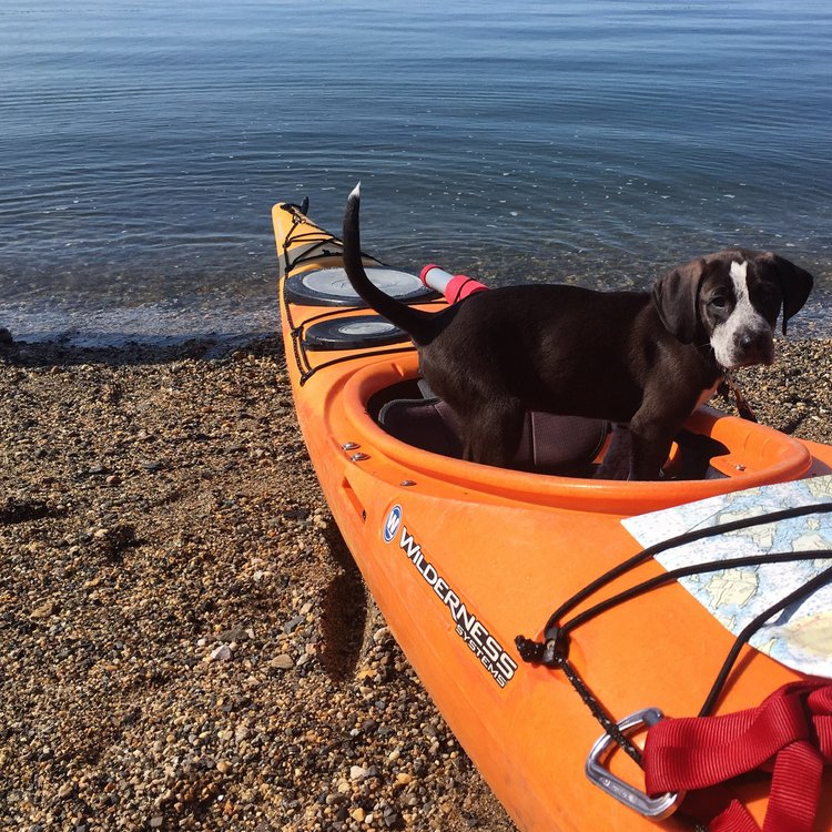 a dog sitting on a beach