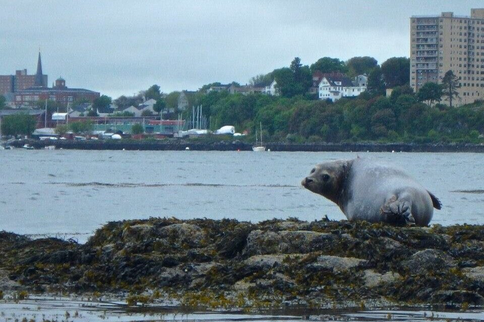 Seal+at+Fort+Gorges a small animal (seal) in a body of water with a city in the background