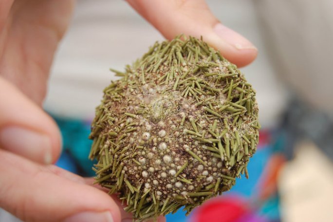 a hand holding a fruit