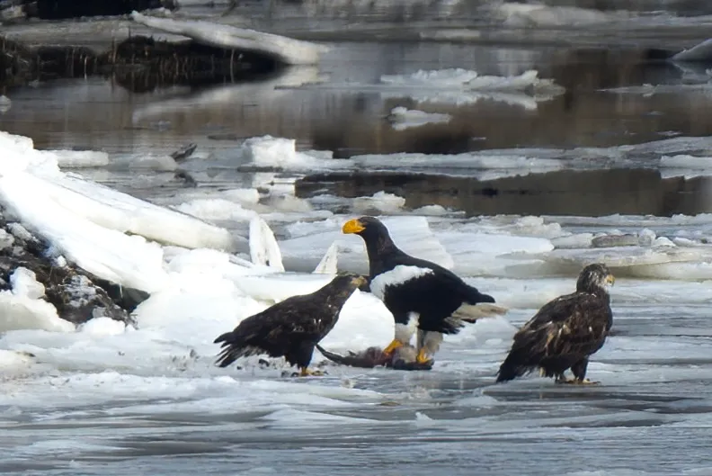 A Steller's sea eagle on an ice flow in an estuary surrounded by juvenile Bald Eagles