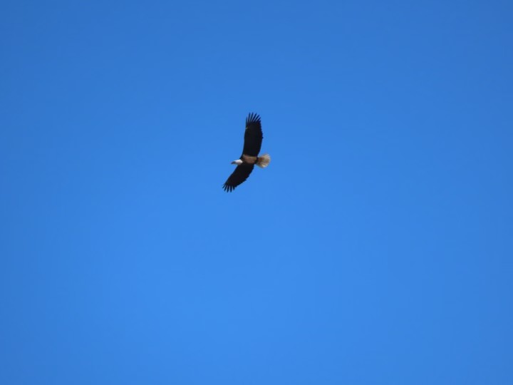 a bird flying in a clear blue sky