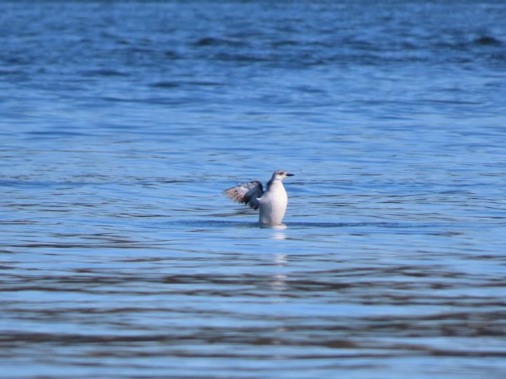 A small white bird flapping its wings as it rises up above the water