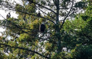 a bird sitting on top of a tree