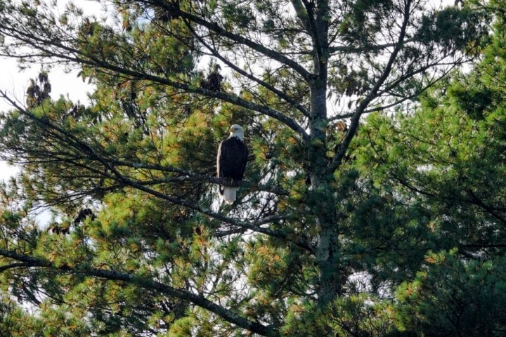 a bird sitting on top of a tree