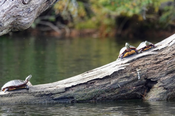 a bird sitting on a rock next to water