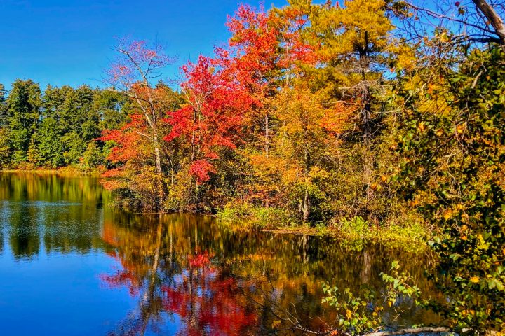 a body of water surrounded by trees