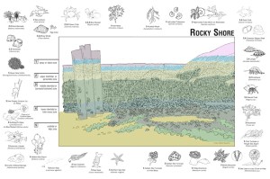 diagram showing the different sub-zones within the intertidal zone