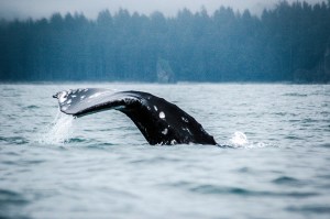a water surface shot of a gray whale beginning to dive