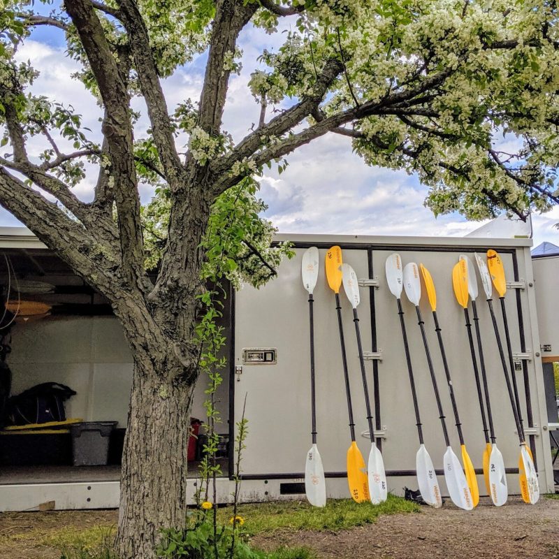a group of people standing in front of a tree