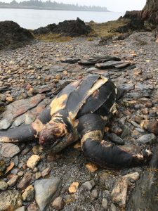 A dead sea turtle on a cobble rock beach