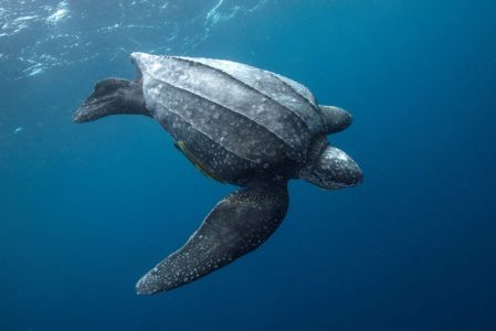a leatherback sea turtle swimming under water