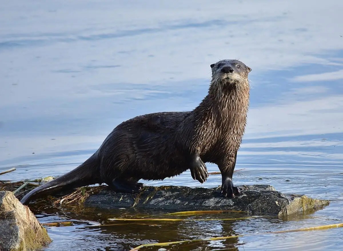 Otter standing on rock in water, looking towards camera.