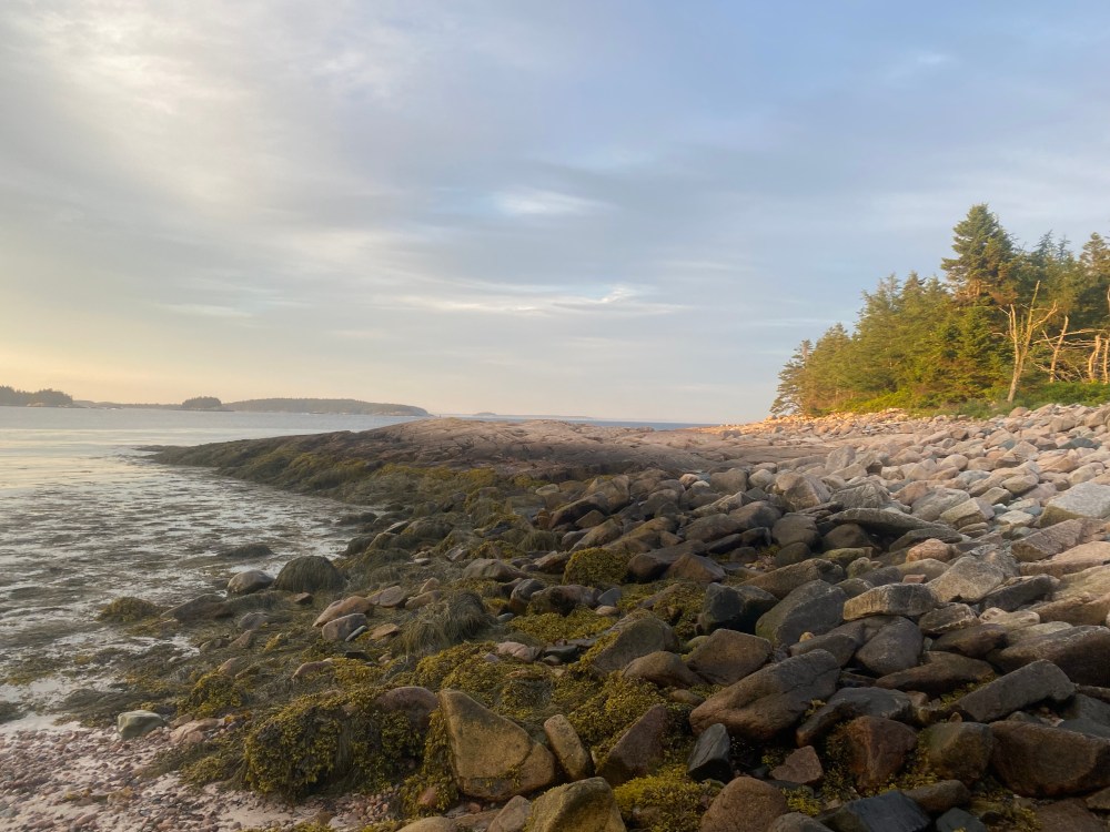 Rocky coastline with trees and seaweed at sunrise or sunset under a cloudy sky.